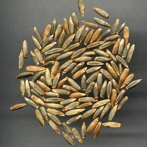 Secale multicaule 'Waldstauden'