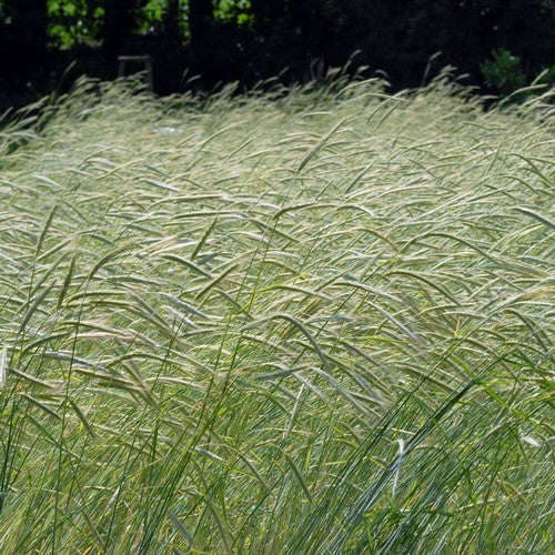 Secale multicaule 'Waldstauden'