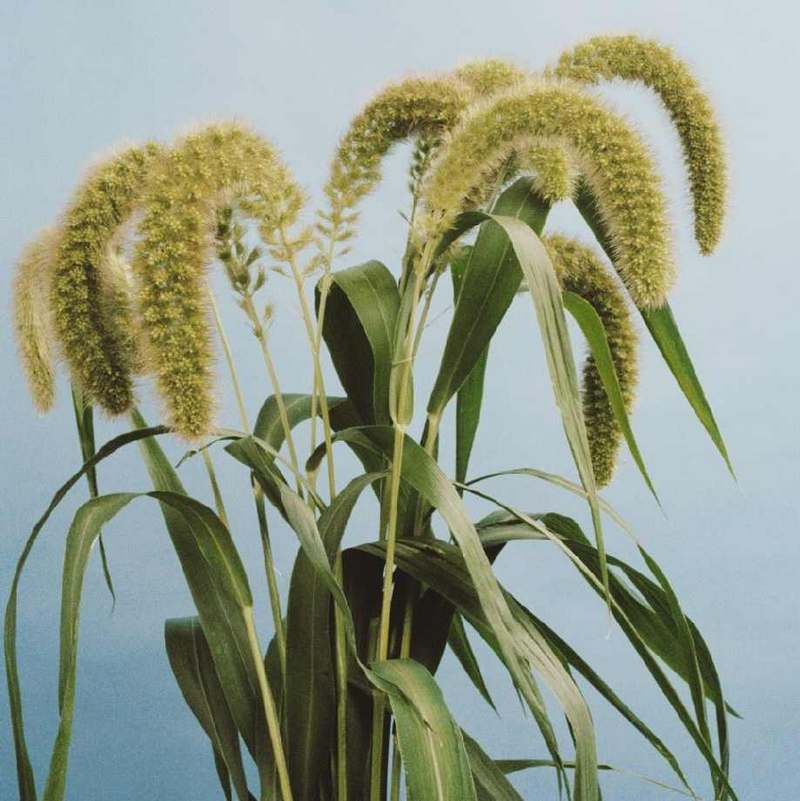 Setaria macrocheata