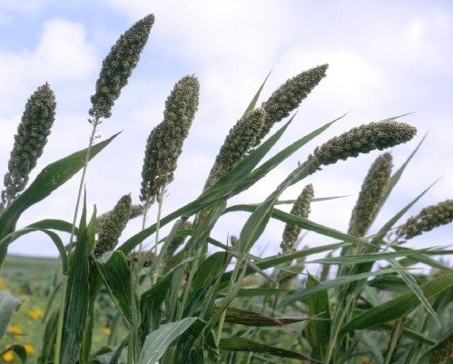 Foxtail Millet 'Lowlander'