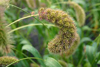 Foxtail Millet 'Lowlander'