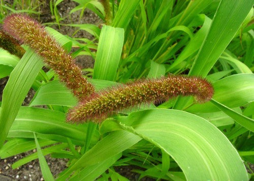 Foxtail Millet 'Lowlander'