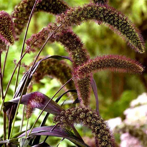 Setaria italica 'Red Jewel'