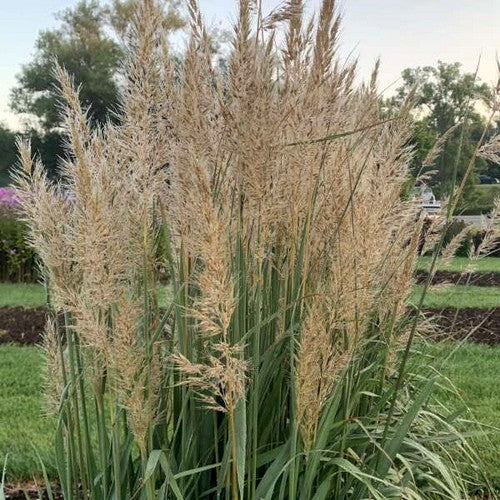 Sorghastrum nutans