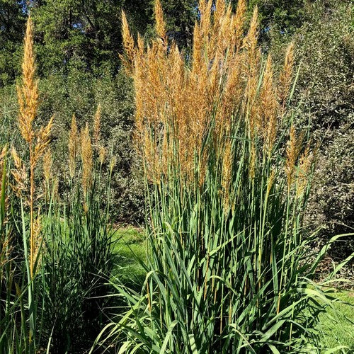 Sorghastrum nutans