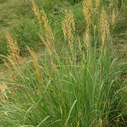 Sorghastrum nutans