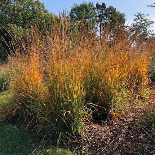 Sorghastrum nutans