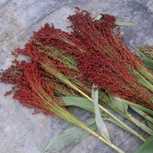 Sorghum bicolor 'Red Broom' / 'Red Head'