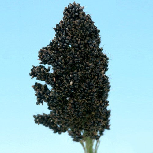 Sorghum bicolor 'Black Amber' / 'Texas Black' / 'Black Falco'