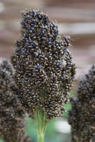 Sorghum bicolor 'Black Amber' / 'Texas Black' / 'Black Falco'