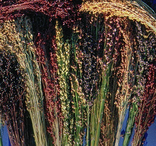 Sorghum bicolor 'Colored Upright' Mixed