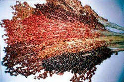 Sorghum bicolor 'Colored Upright' Mixed
