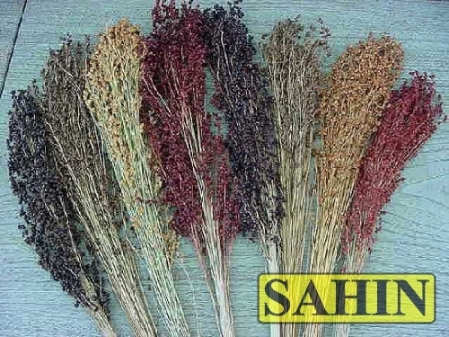Sorghum bicolor 'Colored Upright' Mixed