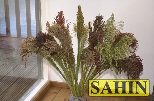 Sorghum bicolor 'Mixed Colors'