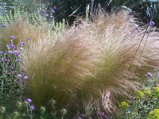 Mexican feathergrass