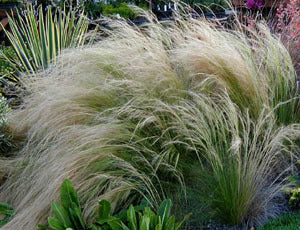 Mexican feathergrass