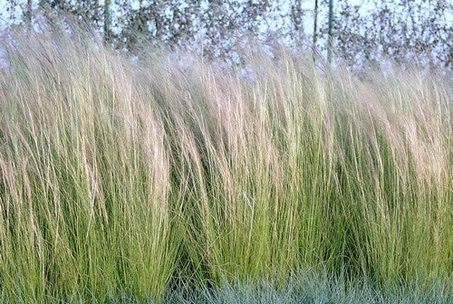 Mexican feathergrass