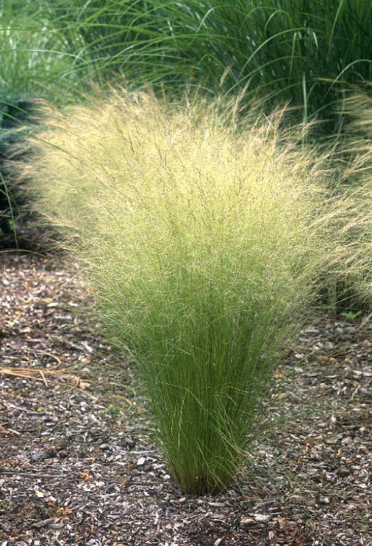 Mexican feathergrass