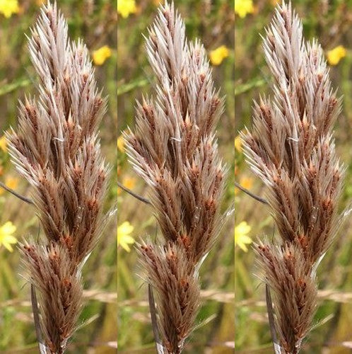 Thamnochortus rigidus