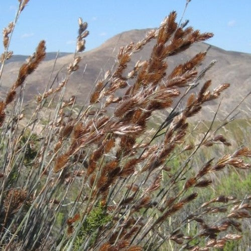 Thamnochortus rigidus