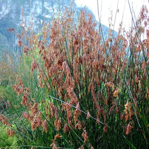 Thamnochortus rigidus
