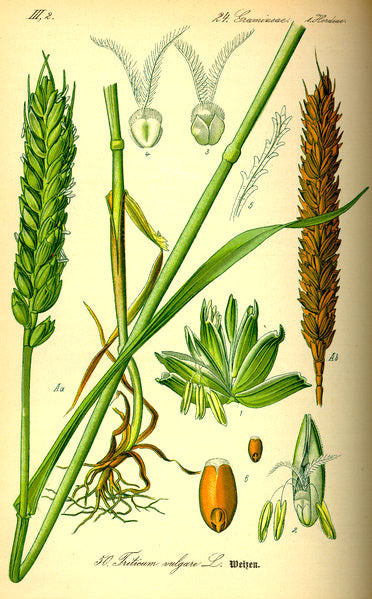 Triticum aestivum 'Tataros' / 'Residence' / 'Julius'