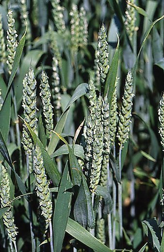 Triticum aestivum 'Tataros' / 'Residence' / 'Julius'