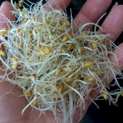 Triticum aestivum 'Goplana' / 'Telimena' / 'Lavett' / 'Tybalt'