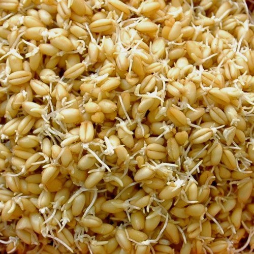 Triticum aestivum 'Goplana' / 'Telimena' / 'Lavett' / 'Tybalt'