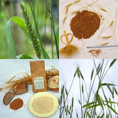 Triticum aestivum 'Red Turkey Wheat'