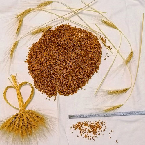 Triticum aestivum 'Red Turkey Wheat'