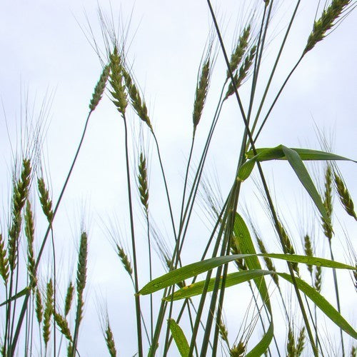 Triticum aestivum 'Red Turkey Wheat'