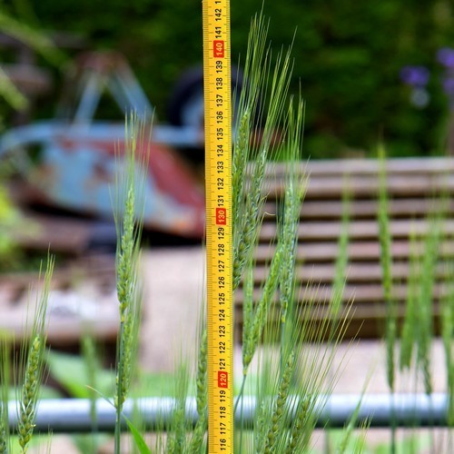 Triticum aestivum 'Red Turkey Wheat'