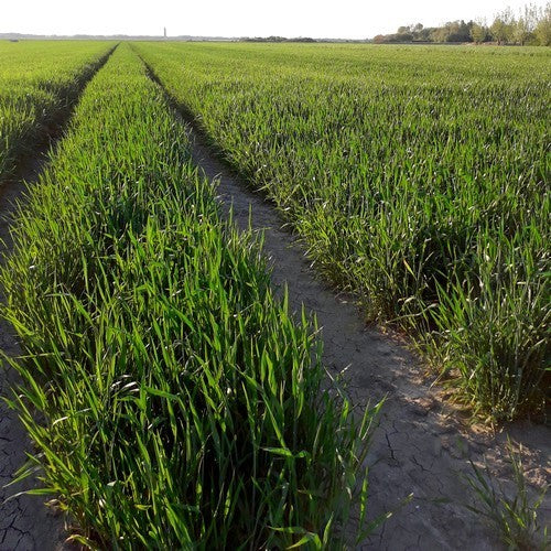 Triticum aestivum 'Red Turkey Wheat'