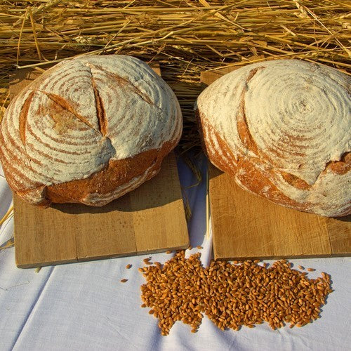 Triticum aestivum 'Red Turkey Wheat'