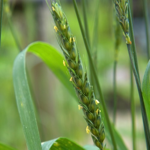 Triticum aestivum 'Red Turkey Wheat'