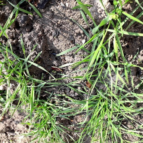 Triticum aestivum 'Red Turkey Wheat'