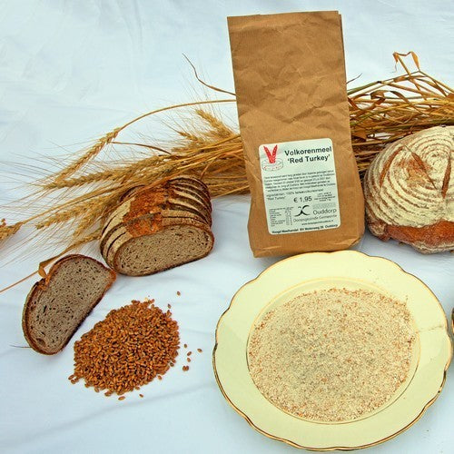 Triticum aestivum 'Red Turkey Wheat'