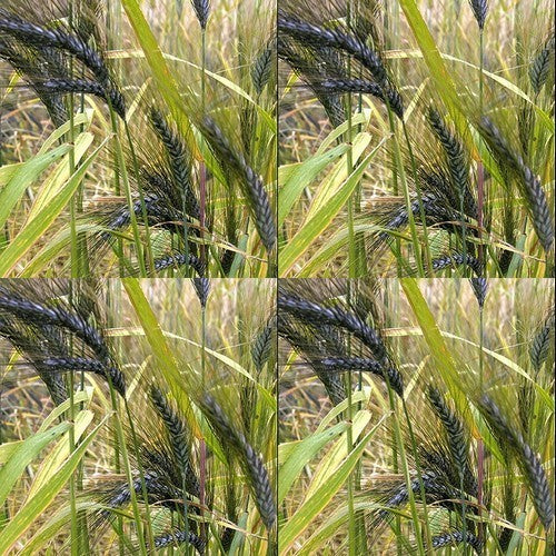 Triticum dicoccum 'Utrechtse Blauwe' / 'Utrecht Blue'