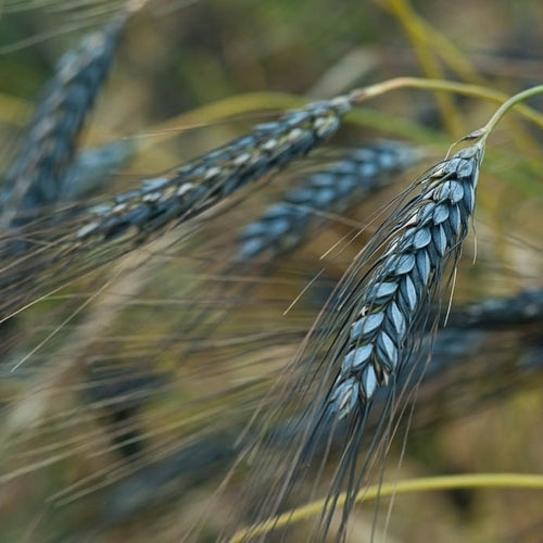 Triticum dicoccum 'Utrechtse Blauwe' / 'Utrecht Blue'