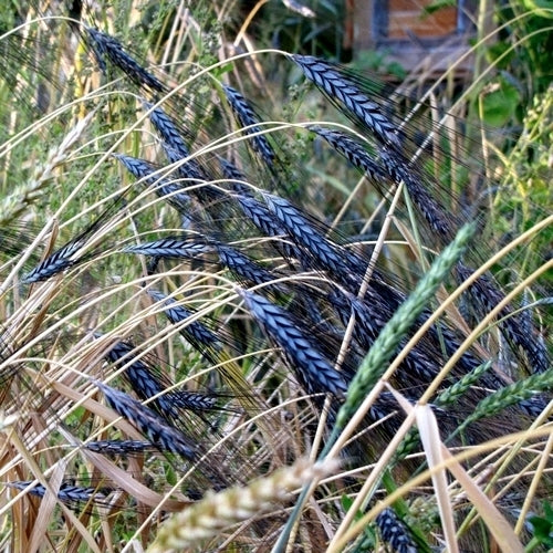 Triticum dicoccum 'Utrechtse Blauwe' / 'Utrecht Blue'