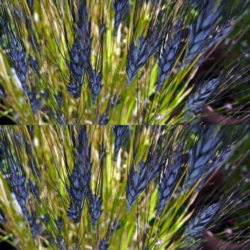 Triticum dicoccum 'Utrechtse Blauwe' / 'Utrecht Blue'