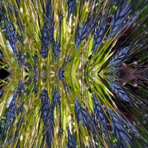 Triticum dicoccum 'Utrechtse Blauwe' / 'Utrecht Blue'
