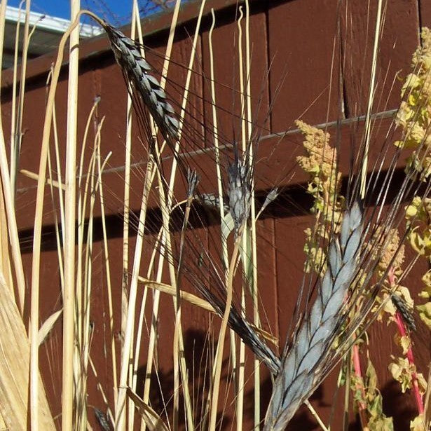 Triticum dicoccum 'Utrechtse Blauwe' / 'Utrecht Blue'