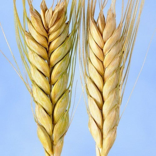 Triticum dicoccum