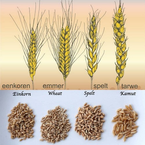 Triticum dicoccum
