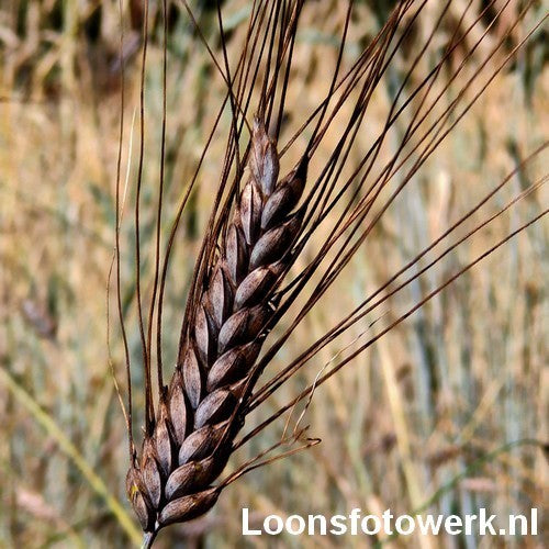 Triticum dicoccum 'Bruinkaf Zomer Emmer'