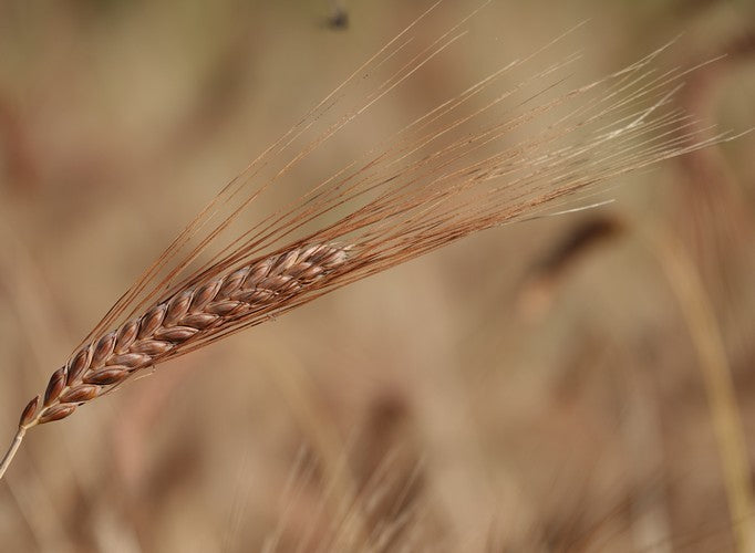 Triticum dicoccum 'Bruinkaf Zomer Emmer'