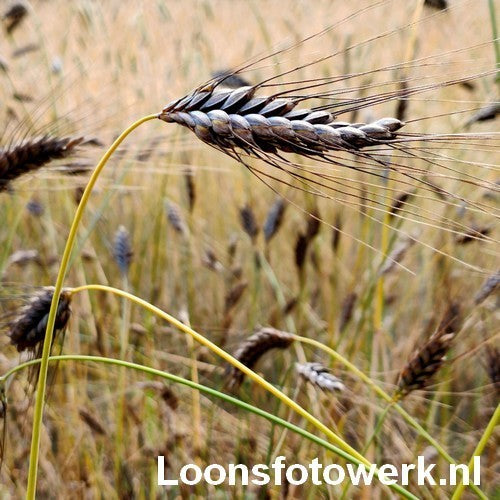 Triticum dicoccum 'Bruinkaf Zomer Emmer'