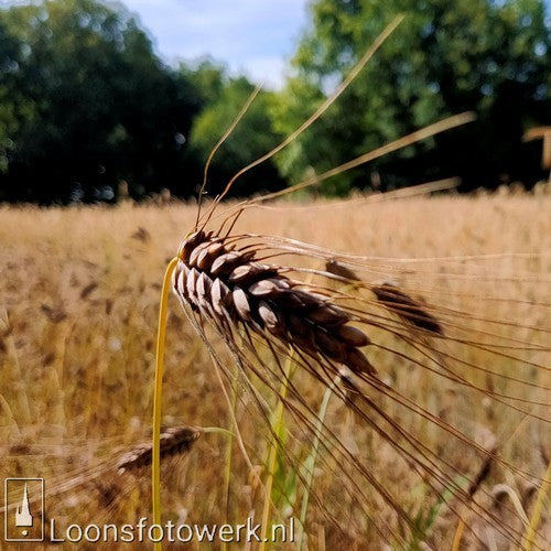 Triticum dicoccum 'Bruinkaf Zomer Emmer'